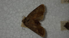 Dasypolia templi