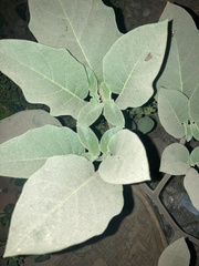 Datura innoxia