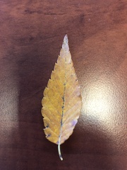Zelkova