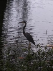 Egretta tricolor