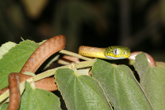 Boiga cyanea
