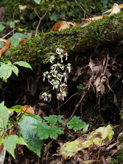 Saxifraga cortusifolia