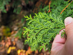 Chamaecyparis obtusa