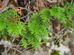 Chamaecyparis obtusa