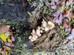 Fungi