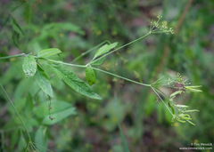 Osmorhiza occidentalis