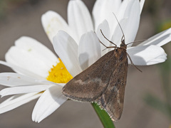 Pyrausta aerealis