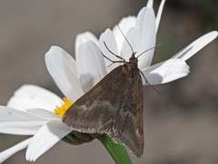 Pyrausta aerealis
