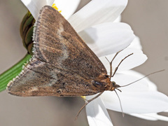 Pyrausta aerealis
