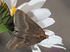 Pyrausta aerealis