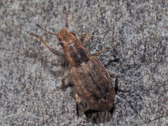 Sitona lepidus