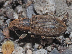 Sitona lepidus