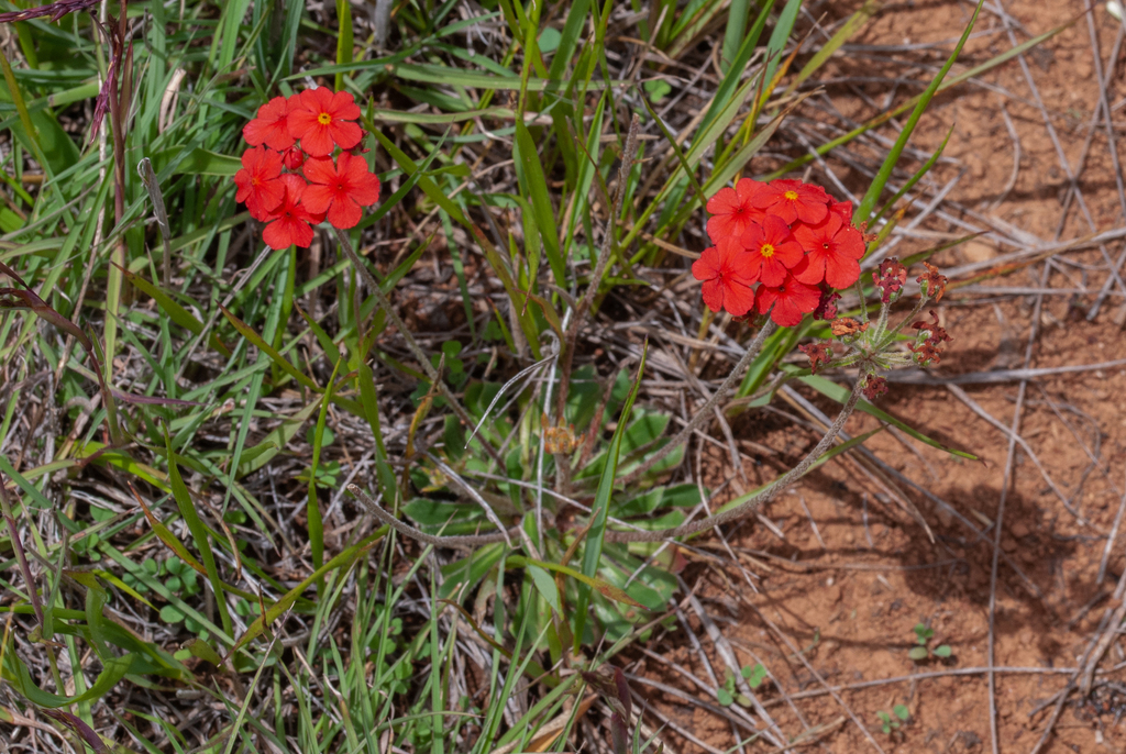 Androsace bulleyana