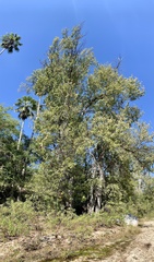 Populus brandegeei