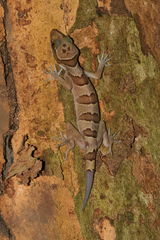 Cyrtodactylus intermedius