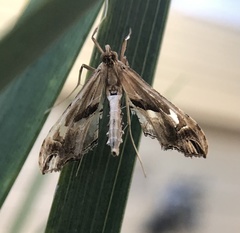 Lineodes elcodes