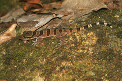 Cyrtodactylus intermedius