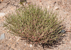 Eriogonum nidularium
