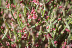 Eriogonum nidularium