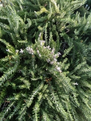 Salvia rosmarinus