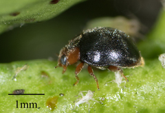 Scymnus