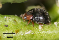 Scymnus