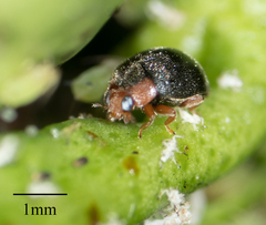 Scymnus