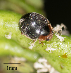 Scymnus