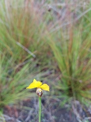 Xyris stenotera