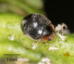 Scymnus