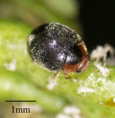 Scymnus