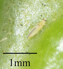 Thysanoptera