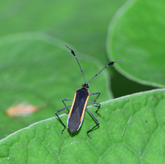 Plapigus circumcinctus