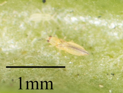 Thysanoptera