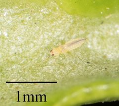 Thysanoptera