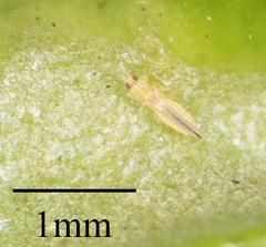Thysanoptera