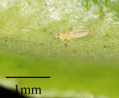 Thysanoptera