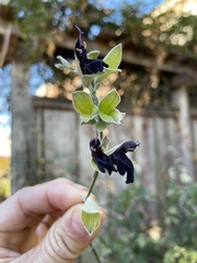 Salvia discolor