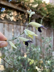 Salvia discolor