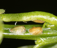 Diaphorina citri