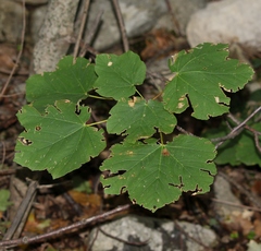 Acer opalus obtusatum