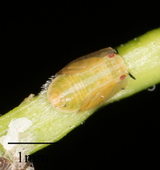 Diaphorina citri