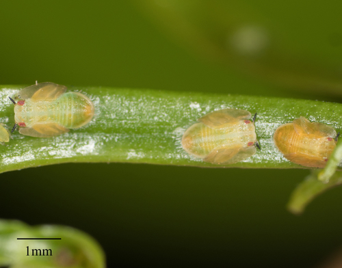 Asian Citrus Psyllid photo 2