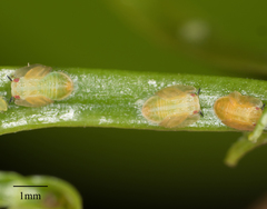 Diaphorina citri