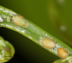 Diaphorina citri