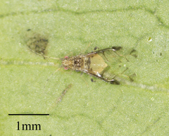 Sarucallis kahawaluokalani