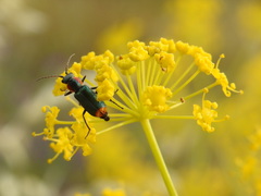 Clanoptilus marginellus