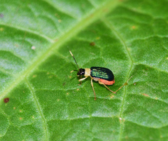 Paratriarius curtisii