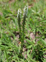 Brachystele guayanensis