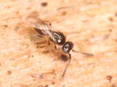 Apocrita